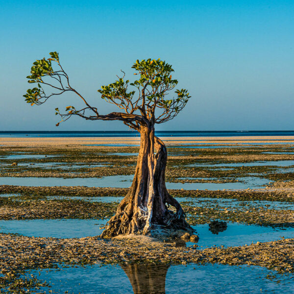 Une mangrove sur la plage de Walakiri à Sumba