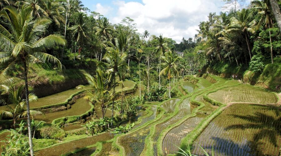 rizière Ubud