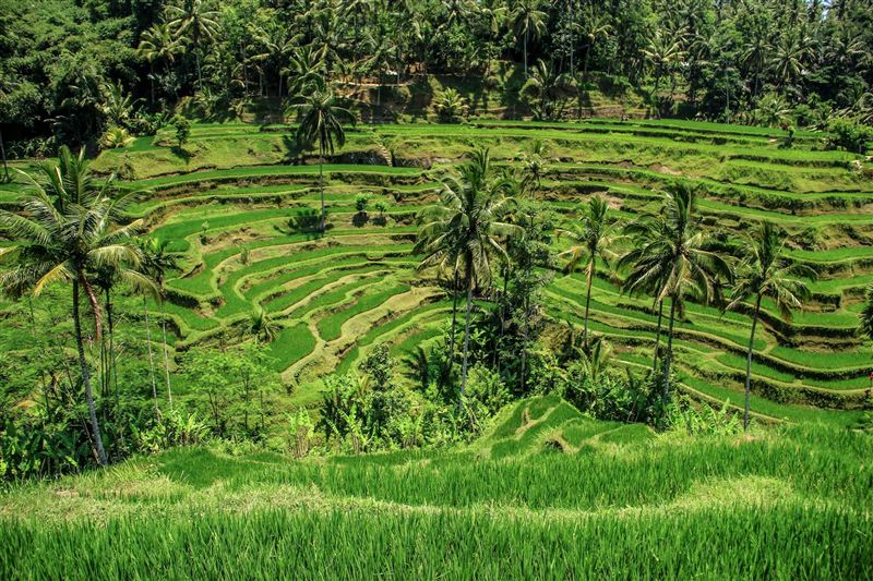 Rizières en terrasses à Bali, Ubud, destination voyage sur mesure XPLORE Indonésie